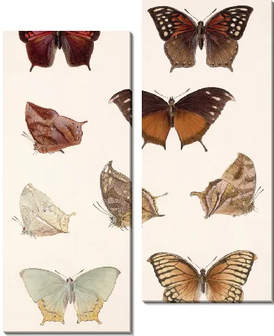 Картина Бабочки Insecta Lepidoptera-Rhopalocera №36