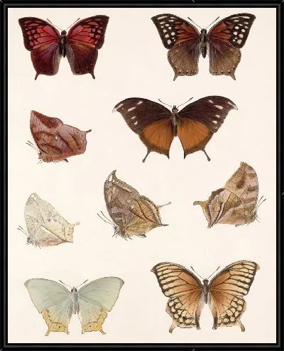 Картина Бабочки Insecta Lepidoptera-Rhopalocera №36