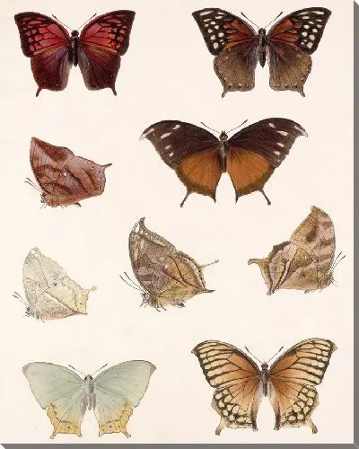 Картина Бабочки Insecta Lepidoptera-Rhopalocera №36