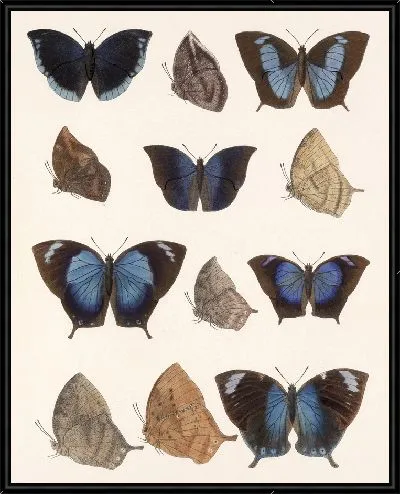 Картина Бабочки Insecta Lepidoptera-Rhopalocera №37