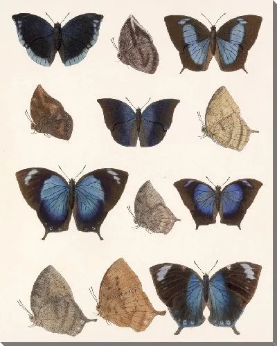 Картина Бабочки Insecta Lepidoptera-Rhopalocera №37