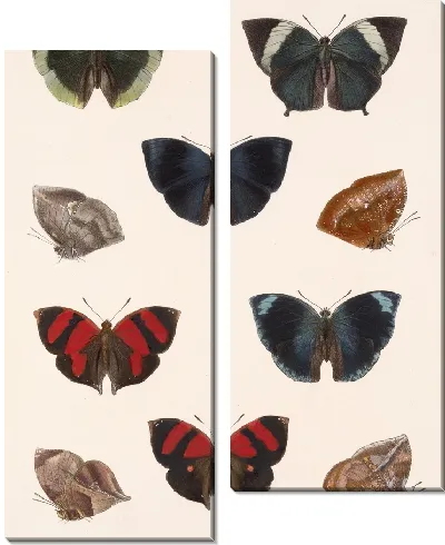 Картина Бабочки Insecta Lepidoptera-Rhopalocera №38