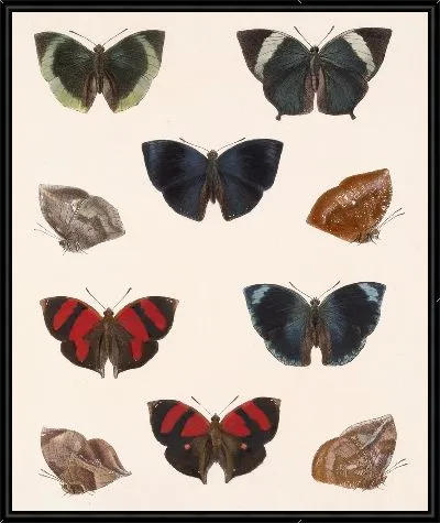 Картина Бабочки Insecta Lepidoptera-Rhopalocera №38