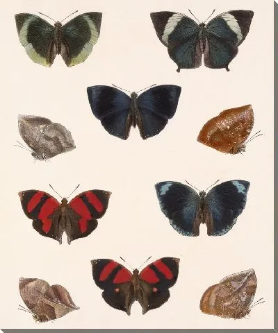 Картина Бабочки Insecta Lepidoptera-Rhopalocera №38