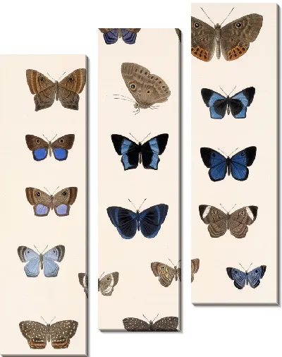 Картина Бабочки Insecta Lepidoptera-Rhopalocera №39