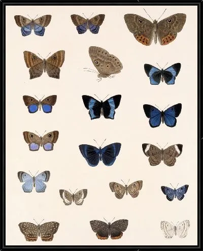 Картина Бабочки Insecta Lepidoptera-Rhopalocera №39