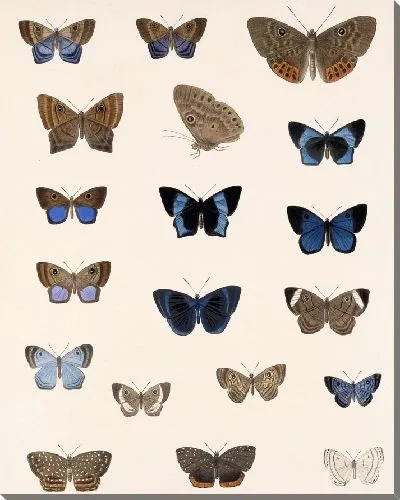 Картина Бабочки Insecta Lepidoptera-Rhopalocera №39