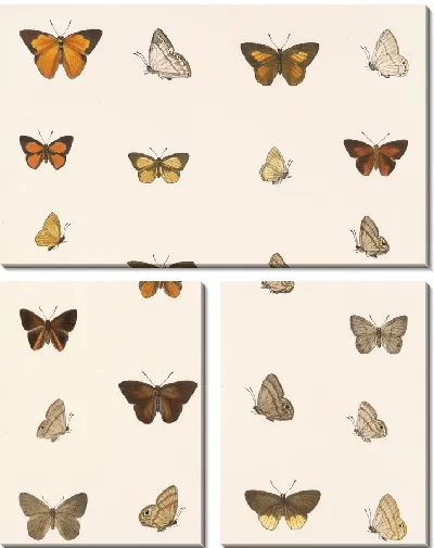 Картина Бабочки Insecta Lepidoptera-Rhopalocera №40