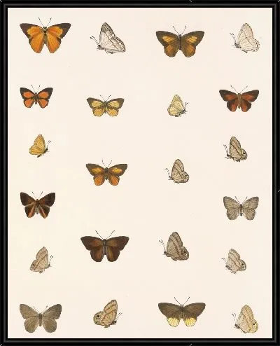 Картина Бабочки Insecta Lepidoptera-Rhopalocera №40