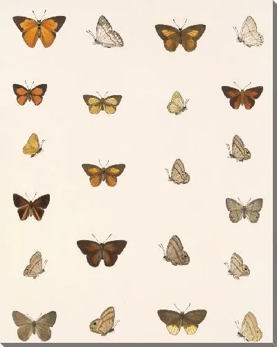 Картина Бабочки Insecta Lepidoptera-Rhopalocera №40