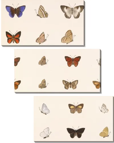 Картина Бабочки Insecta Lepidoptera-Rhopalocera №41