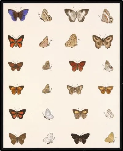 Картина Бабочки Insecta Lepidoptera-Rhopalocera №41