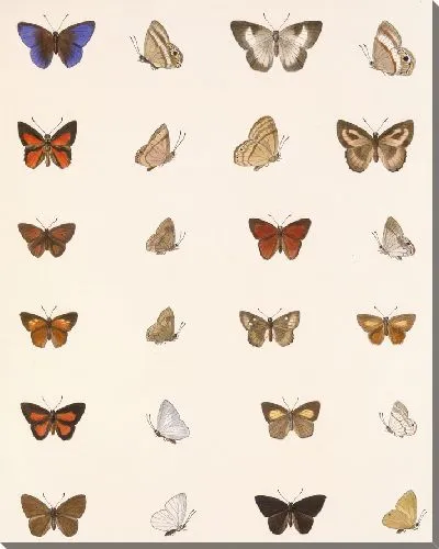 Картина Бабочки Insecta Lepidoptera-Rhopalocera №41