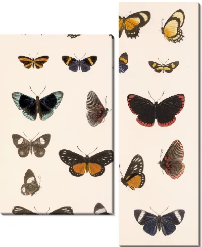 Картина Бабочки Insecta Lepidoptera-Rhopalocera №42