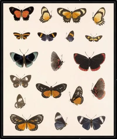 Картина Бабочки Insecta Lepidoptera-Rhopalocera №42