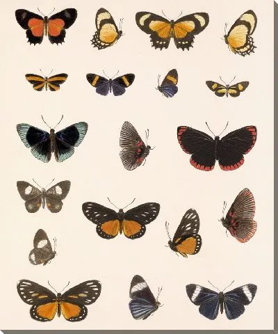 Картина Бабочки Insecta Lepidoptera-Rhopalocera №42