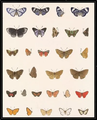 Картина Бабочки Insecta Lepidoptera-Rhopalocera №43