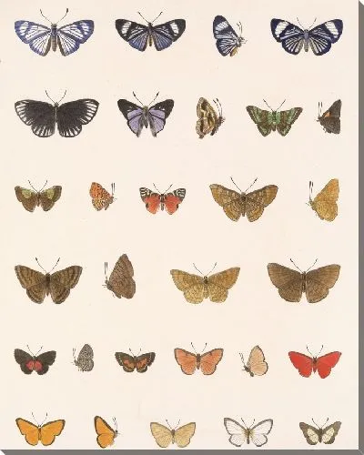 Картина Бабочки Insecta Lepidoptera-Rhopalocera №43