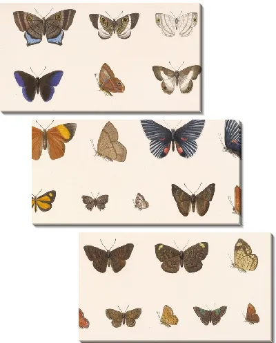 Картина Бабочки Insecta Lepidoptera-Rhopalocera №44