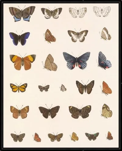 Картина Бабочки Insecta Lepidoptera-Rhopalocera №44