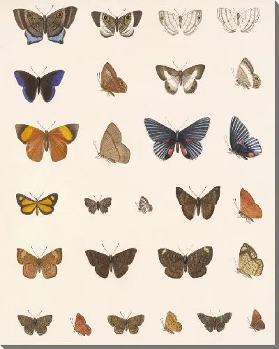 Картина Бабочки Insecta Lepidoptera-Rhopalocera №44