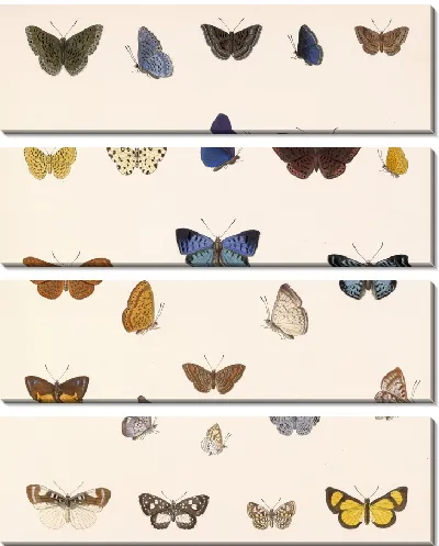 Картина Бабочки Insecta Lepidoptera-Rhopalocera №45
