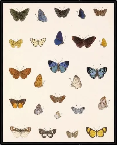 Картина Бабочки Insecta Lepidoptera-Rhopalocera №45