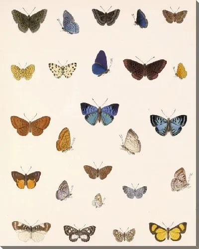 Картина Бабочки Insecta Lepidoptera-Rhopalocera №45