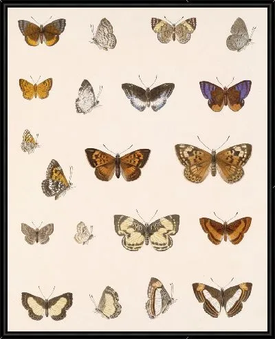 Картина Бабочки Insecta Lepidoptera-Rhopalocera №46