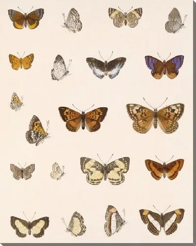 Картина Бабочки Insecta Lepidoptera-Rhopalocera №46