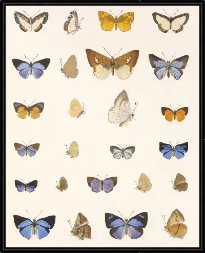 Картина Бабочки Insecta Lepidoptera-Rhopalocera №47