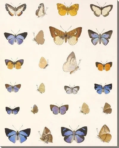 Картина Бабочки Insecta Lepidoptera-Rhopalocera №47