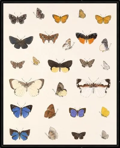 Картина Бабочки Insecta Lepidoptera-Rhopalocera №48