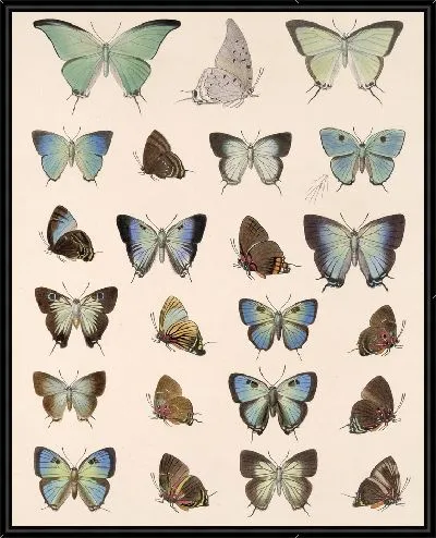 Картина Бабочки Insecta Lepidoptera-Rhopalocera №50