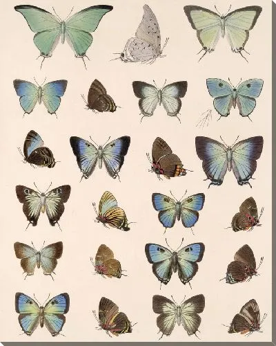 Картина Бабочки Insecta Lepidoptera-Rhopalocera №50