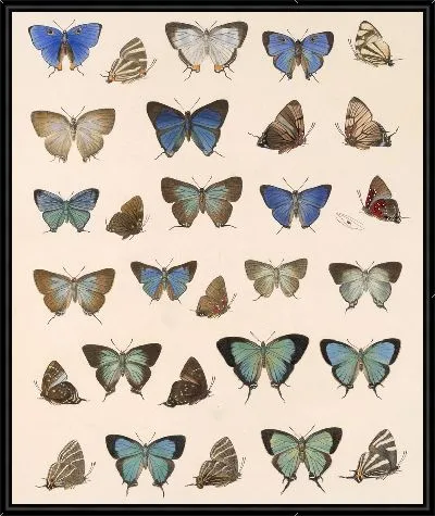 Картина Бабочки Insecta Lepidoptera-Rhopalocera №51