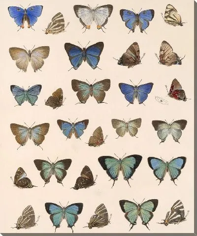 Картина Бабочки Insecta Lepidoptera-Rhopalocera №51
