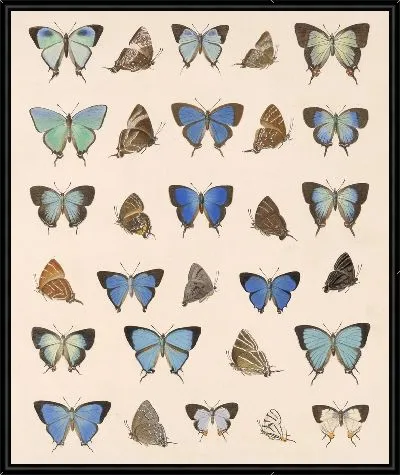 Картина Бабочки Insecta Lepidoptera-Rhopalocera №52