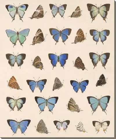 Картина Бабочки Insecta Lepidoptera-Rhopalocera №52