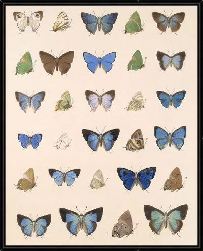 Картина Бабочки Insecta Lepidoptera-Rhopalocera №53