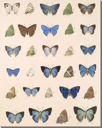Картина Бабочки Insecta Lepidoptera-Rhopalocera №53