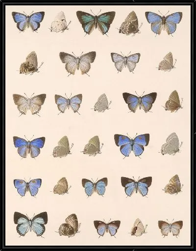 Картина Бабочки Insecta Lepidoptera-Rhopalocera №54