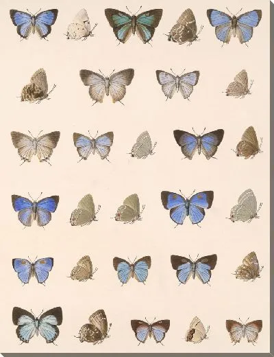 Картина Бабочки Insecta Lepidoptera-Rhopalocera №54