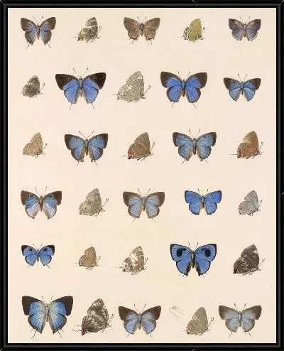 Картина Бабочки Insecta Lepidoptera-Rhopalocera №55