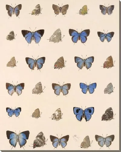Картина Бабочки Insecta Lepidoptera-Rhopalocera №55