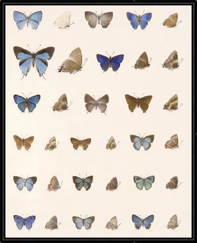 Картина Бабочки Insecta Lepidoptera-Rhopalocera №57