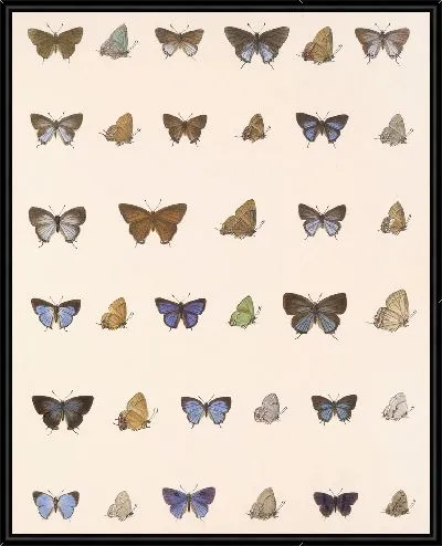 Картина Бабочки Insecta Lepidoptera-Rhopalocera №58