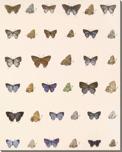 Картина Бабочки Insecta Lepidoptera-Rhopalocera №58