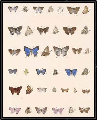 Картина Бабочки Insecta Lepidoptera-Rhopalocera №59