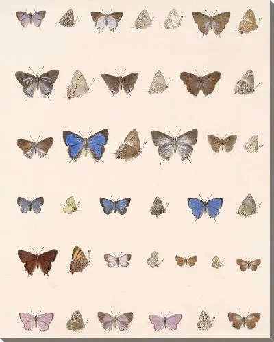 Картина Бабочки Insecta Lepidoptera-Rhopalocera №59